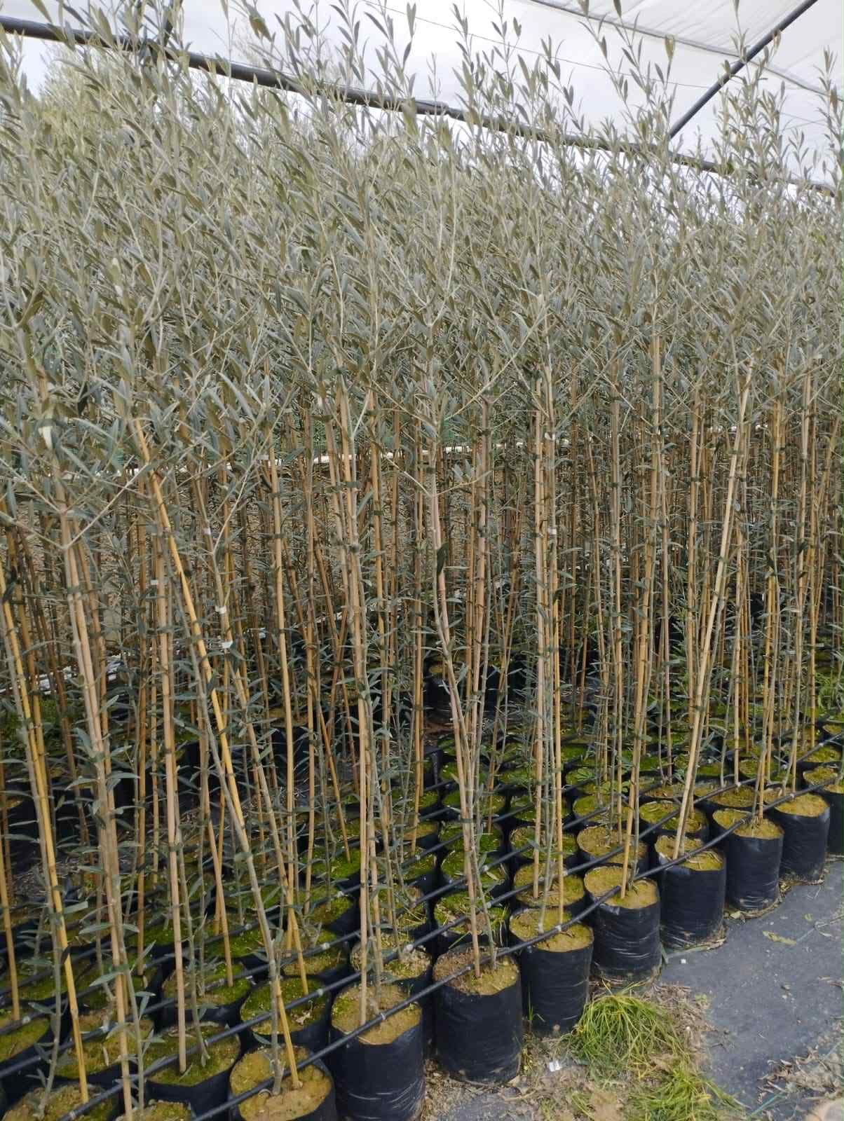 Oliveiras jovens em vasos no catálogo do ViveiroBri